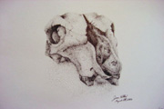 Stippled Skull