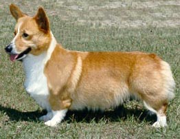 Desirbwhite