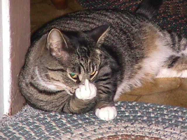 Kitty Giving The Finger